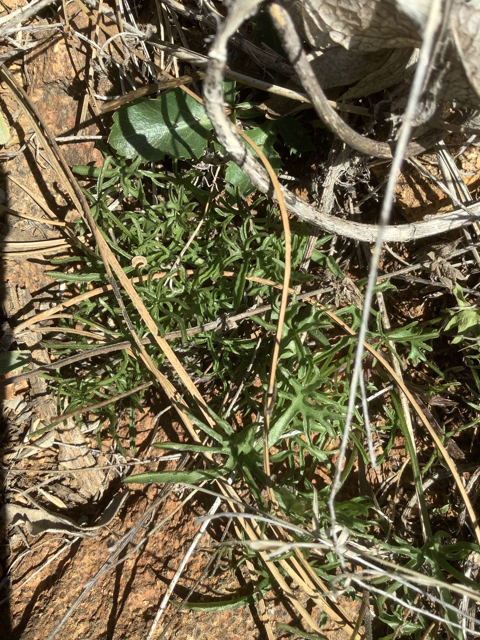 Image of Stebbins' false bindweed