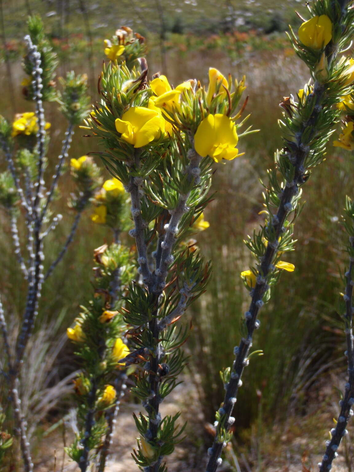 Plancia ëd Aspalathus acanthes Eckl. & Zeyh.