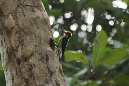 Image of Golden-naped Woodpecker