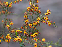 Image of <i>Daviesia ulicifolia</i> subsp. <i>ruscifolia</i>