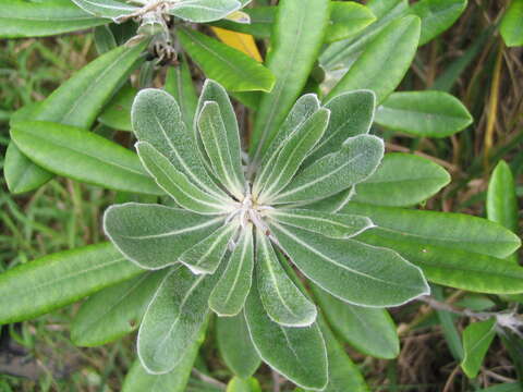 Image de Pittosporum rangitahua E. K. Cameron & Sykes