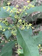 Image of large-leaved mock-olive