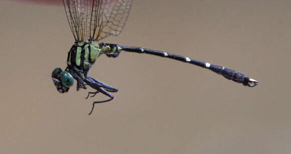 Image of Microgomphus alani Kosterin 2016