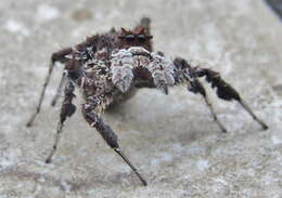 Image of Longleg Dandy Jumping Spider