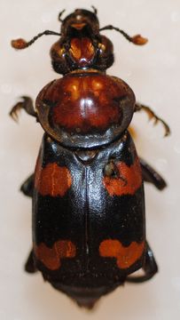 Image of American Burying Beetle