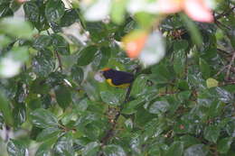 Image of Tawny-capped Euphonia