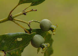 صورة Leptactina arborescens (Welw. ex Benth. & Hook. fil.) De Block