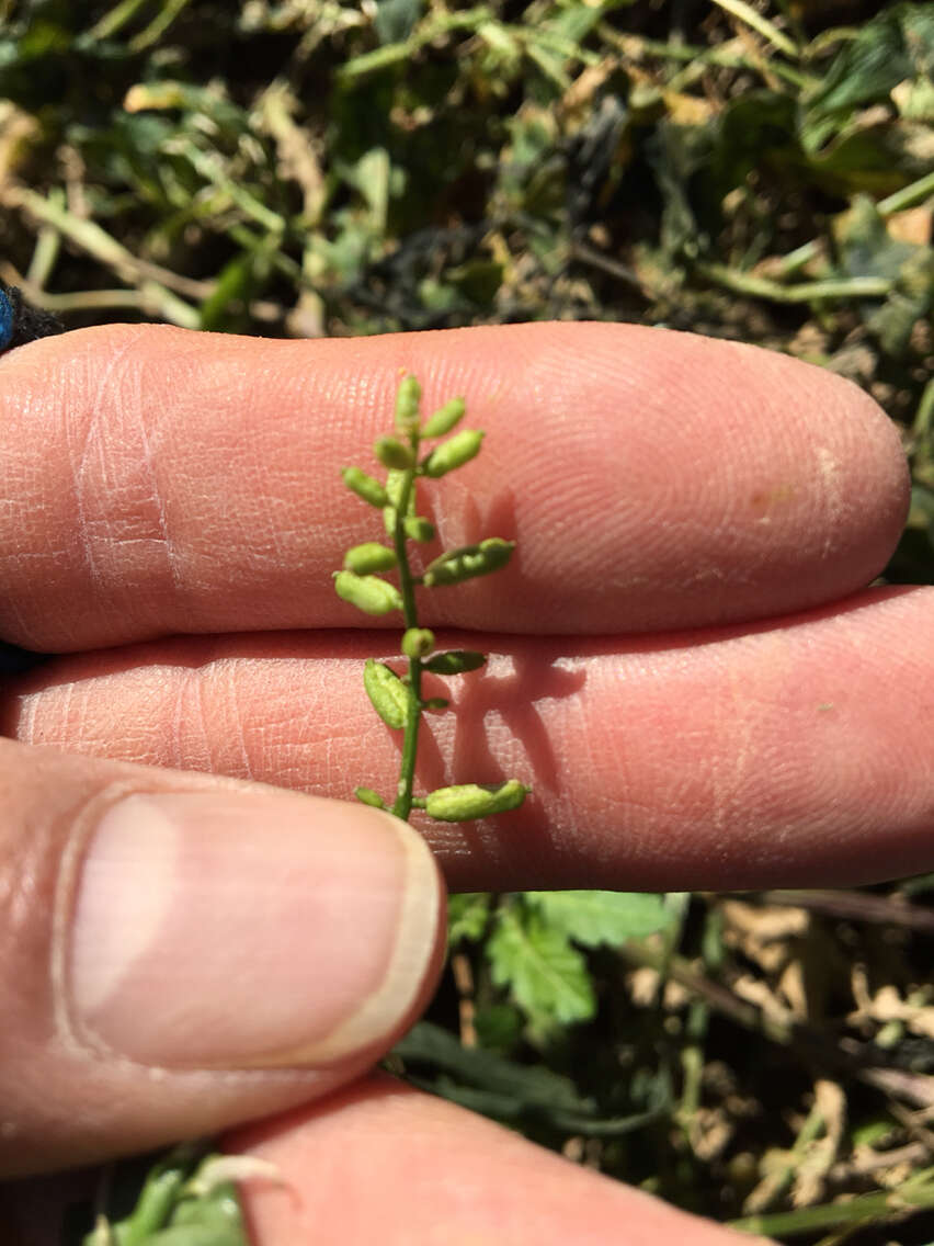 Image of Stalkless Yellowcress