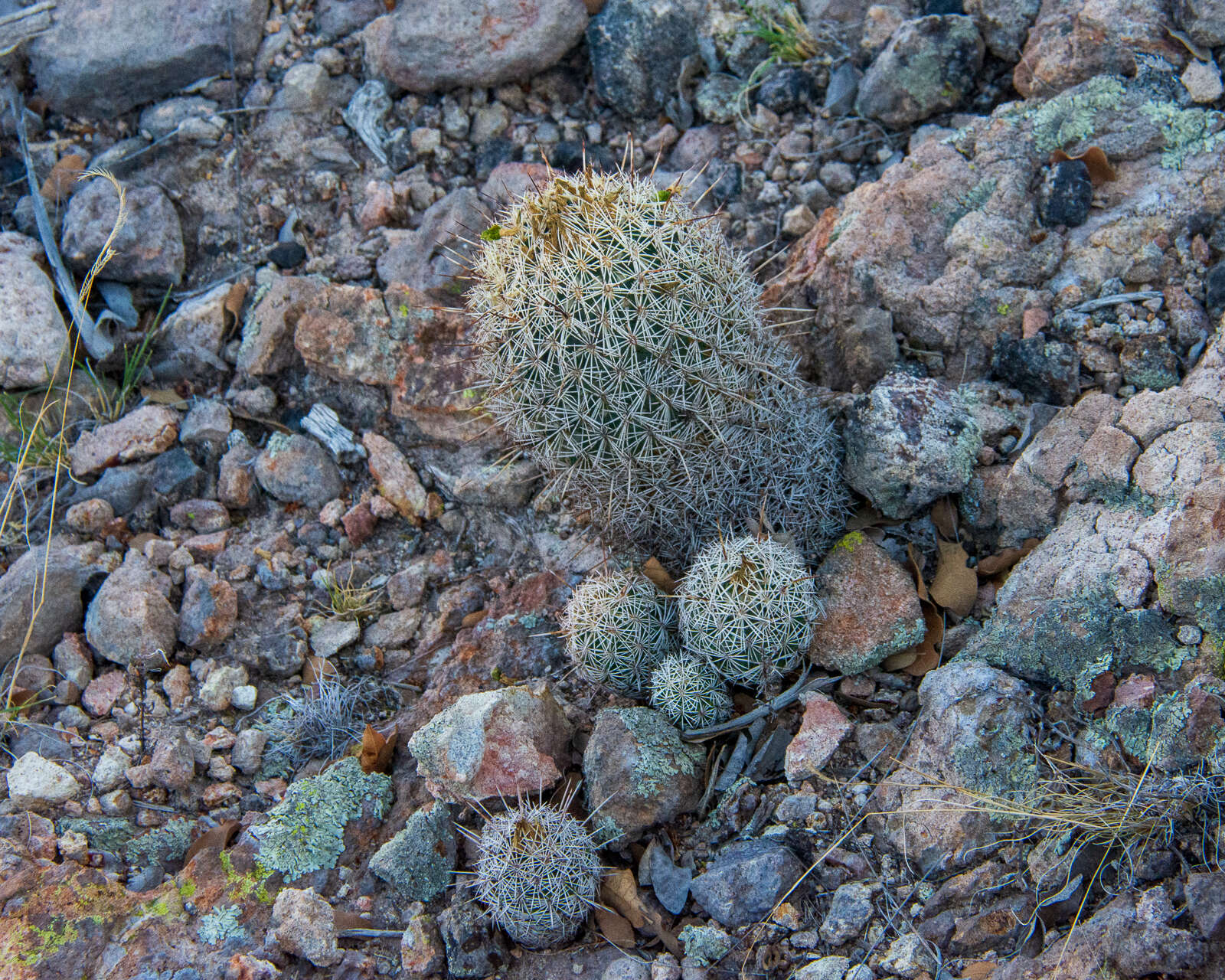 Image of Coryphantha potosiana (Jacobi) Glass & R. A. Foster