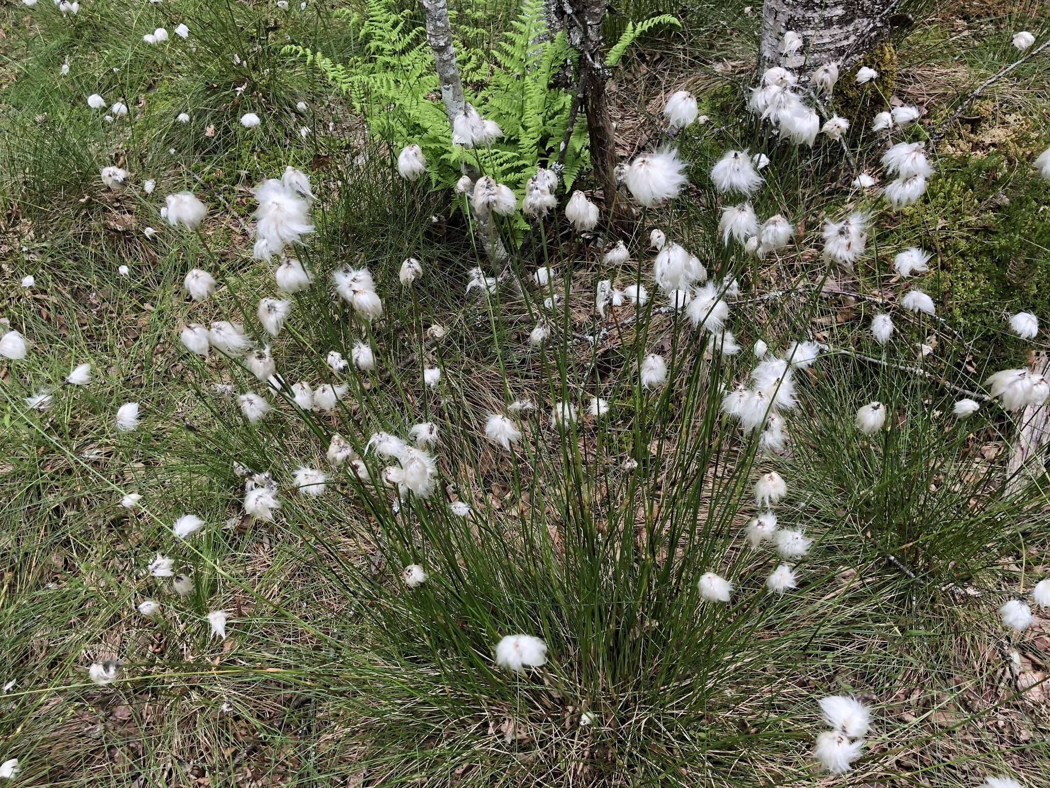 Image de Linaigrette dense