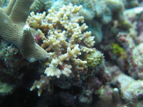 Image of lesser knob coral