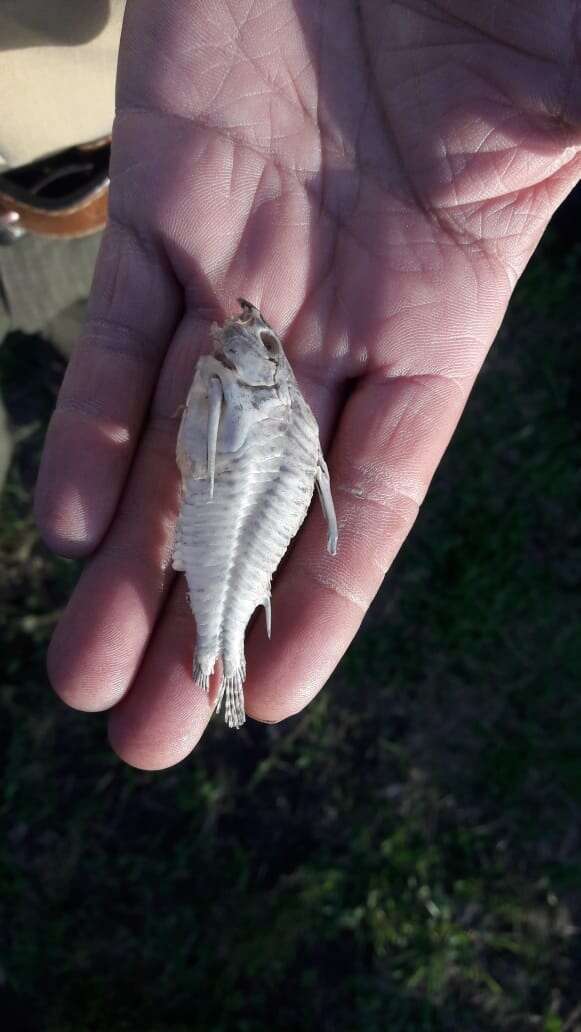 Image of peppered corydoras