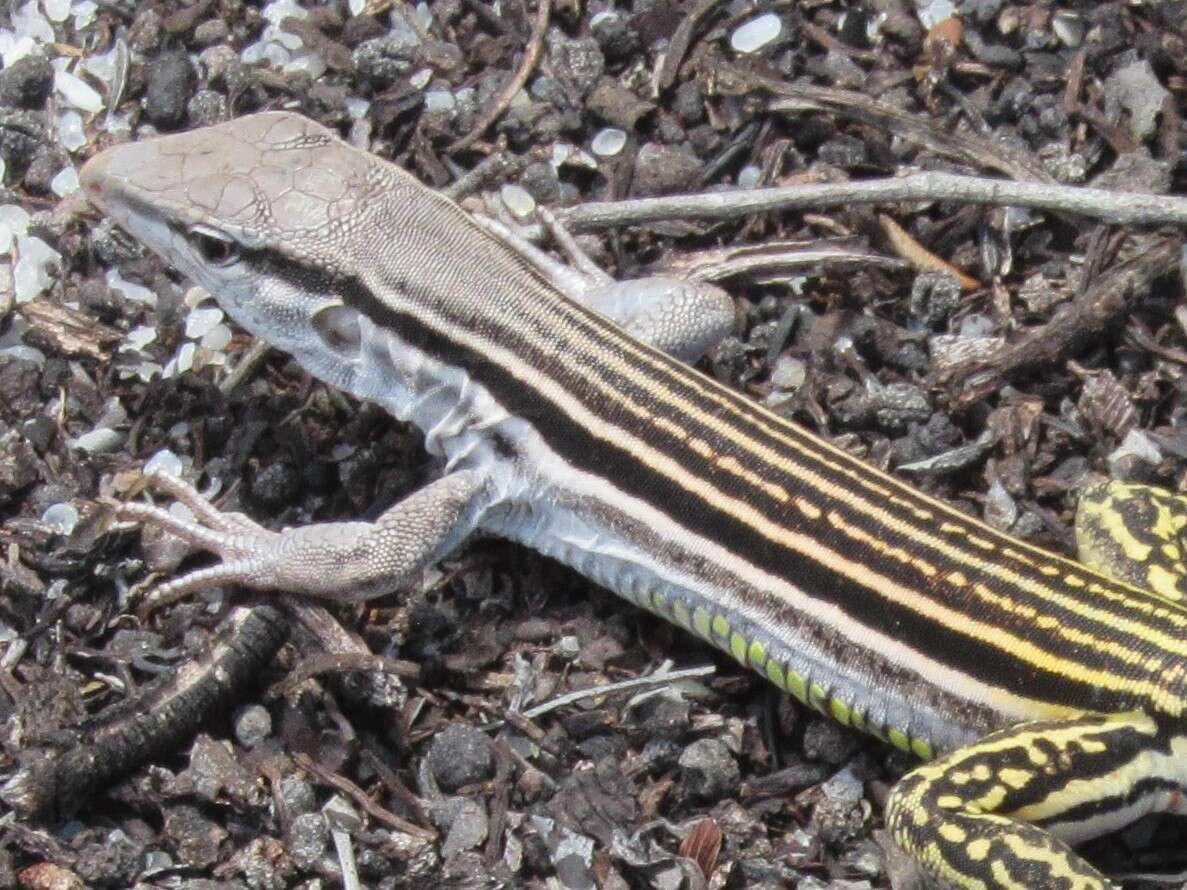 Image of Glaucomastix littoralis (Rocha, Bamberg Araújo & Vrcibradic 2000)