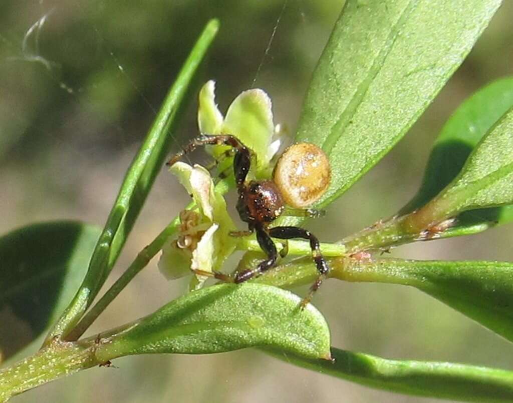 Image of Xysticus bimaculatus L. Koch 1867