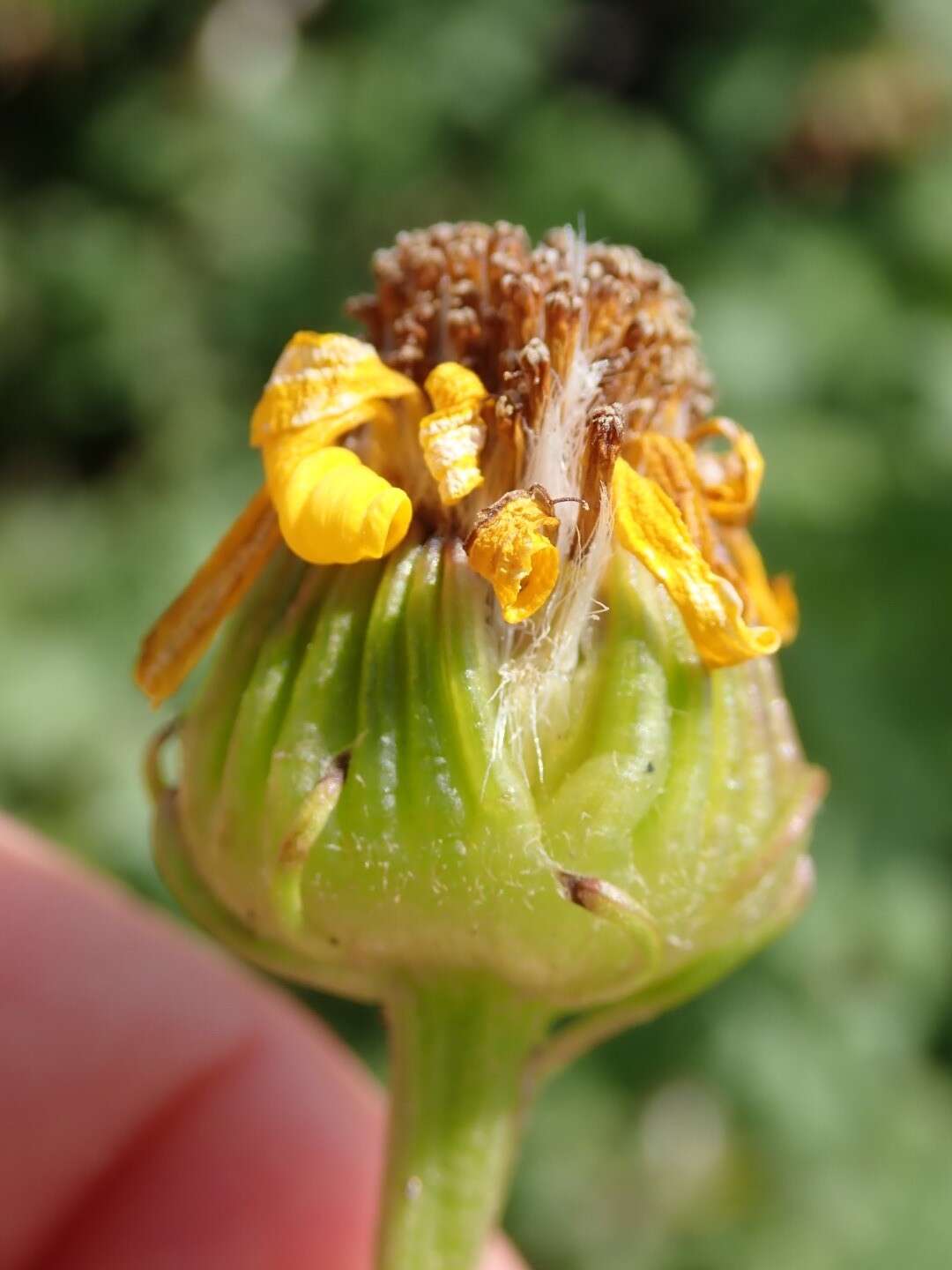 Image of Thick-Leaf Ragwort