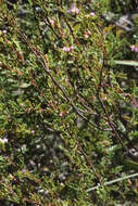 Image of small-leaved boronia