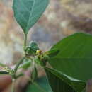 Image of Euphorbia chersonesa Huft