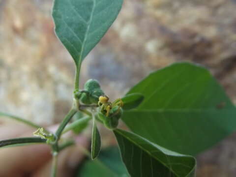 Image of Euphorbia chersonesa Huft