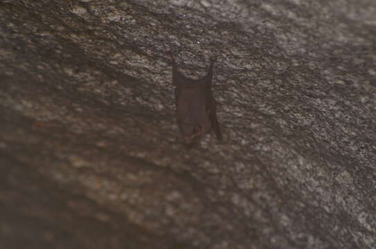 Image of Sac-winged bats