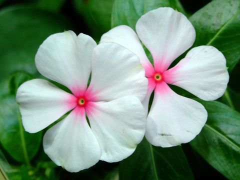 Image of Madagascar periwinkle