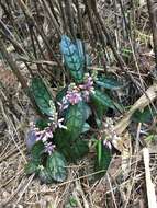 Image of Polygala arcuata Hayata