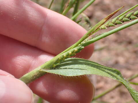 Image of pitscale grass