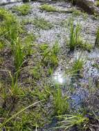 Image of Mare's Tail