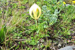 Image of Lilium lophophorum (Bureau & Franch.) Franch.