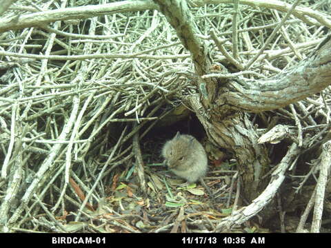 Image of African karoo rats