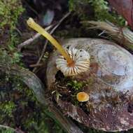 Sivun Hygrocybe hypohaemacta (Corner) Pegler 1978 kuva