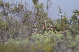 Image of Black-headed Canary