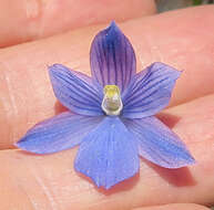 Image of Veined sun orchid