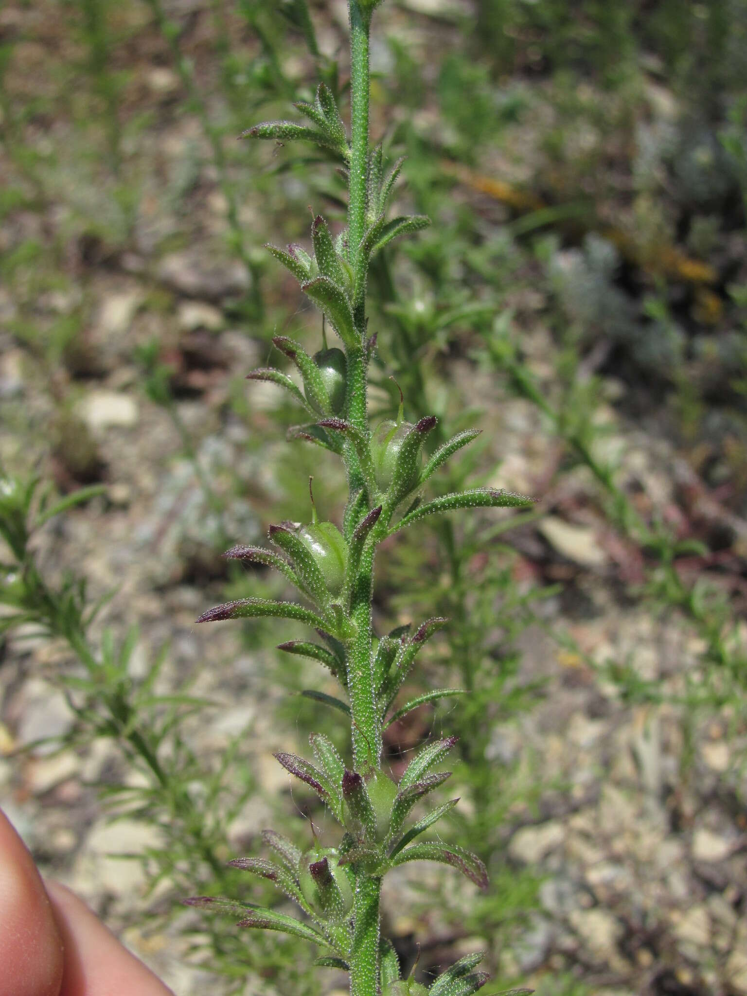 Sivun Verbascum orientale (L.) All. kuva