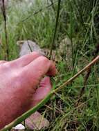 Image of Schizorhiza neglecta (Goldblatt) Goldblatt & J. C. Manning