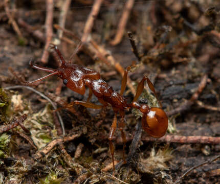 Image of Orectognathus antennatus Smith 1853