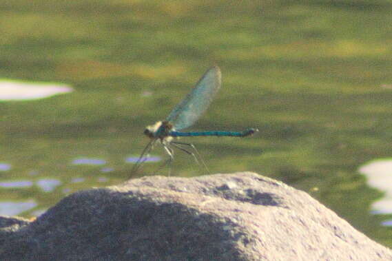 Image of Appalachian Jewelwing