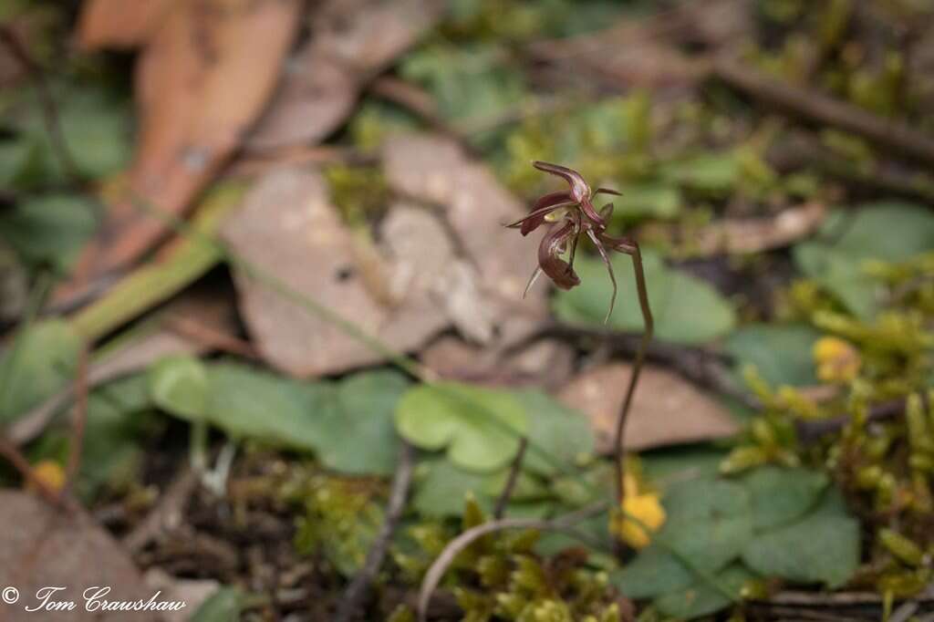 Image of Small Gnat-orchid