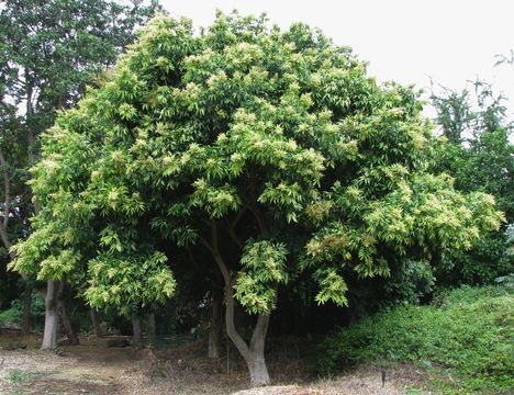 Image of <i>Sapindus <i>saponaria</i></i> var. saponaria