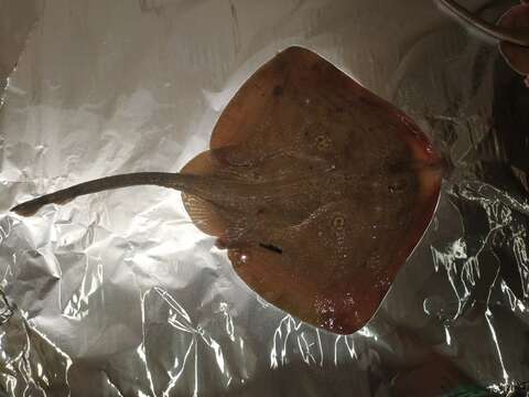 Image of Rough Ray