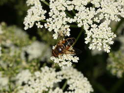 Image of Eristalis pertinax (Scopoli 1763)