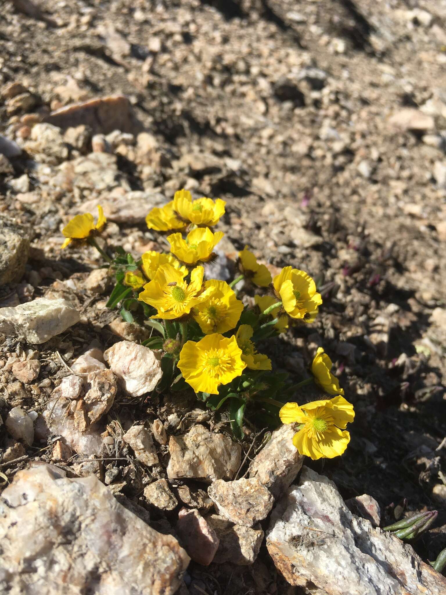 Image of Rocky Mountain Buttercup