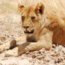 Слика од Panthera leo melanochaita (C. E. H. Smith 1858)
