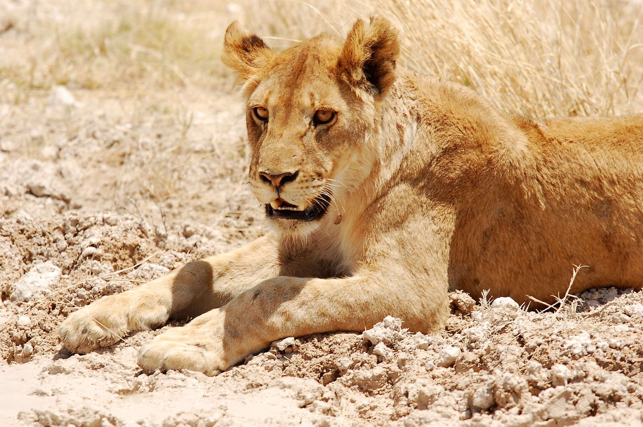 Panthera leo melanochaita - Wikipedia