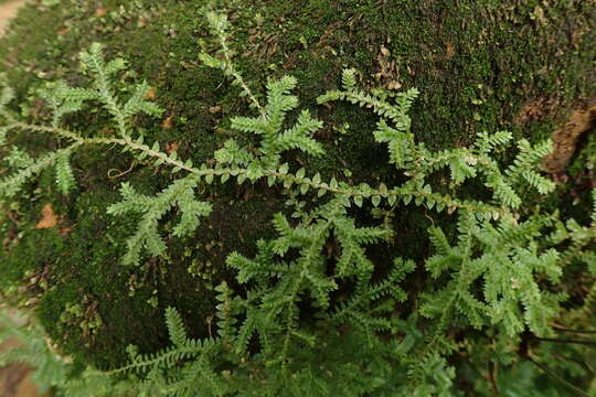 Image of Selaginella remotifolia Spring