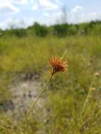 Image of Manatee Beak Sedge