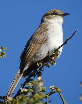 Image of <i>Bradornis mariquensis</i>