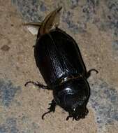 Image of Asian rhinoceros beetle