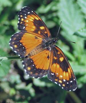 Image of Chlosyne lacinia saundersi Doubleday (1847)