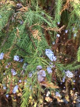 Image of Taxodium Rich.