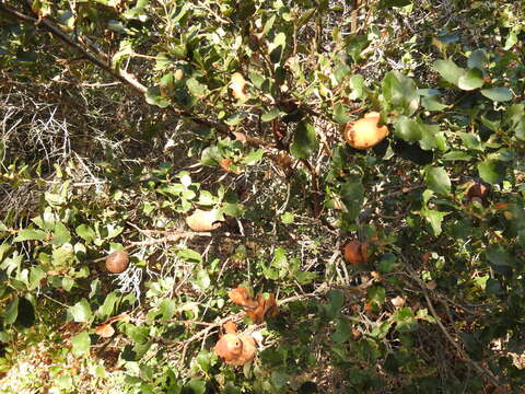 Imagem de Endotropis crocea subsp. pirifolia (Greene) Hauenschild